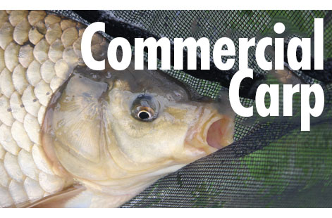 commercial carp